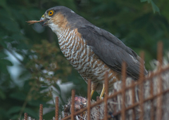 Accipiter nisus