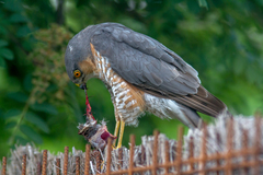 Accipiter nisus