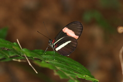 Heliconius melpomene rosina