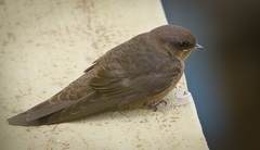 Dusky Crag-Martin photo 4
