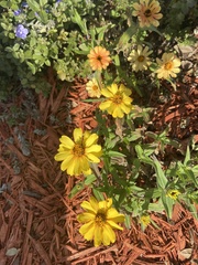 Berlandiera subacaulis