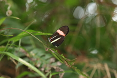 Heliconius melpomene rosina