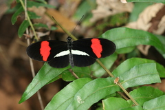 Heliconius melpomene rosina