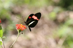 Heliconius melpomene rosina