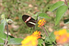 Heliconius melpomene rosina