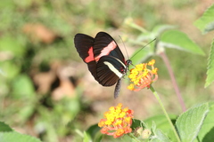 Heliconius melpomene rosina