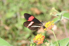 Heliconius melpomene rosina