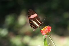 Heliconius melpomene rosina