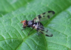 Otites porcus