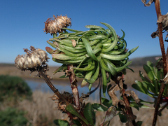 Rhopalomyia grindeliae