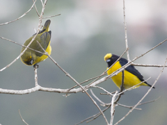 Euphonia trinitatis
