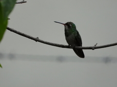 Chlorostilbon lucidus