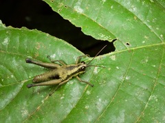 Ommatolampis perspicillata