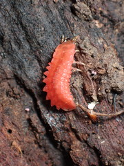Microphotus angustus