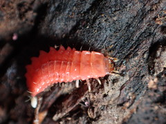 Microphotus angustus