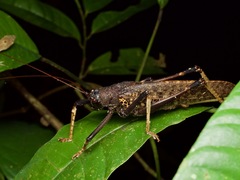 Schedocentrus