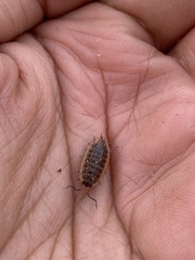 Porcellionides rufocinctus