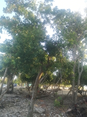 Trichilia havanensis