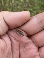 Porcellionides rufocinctus