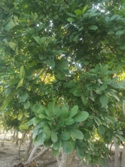 Trichilia havanensis