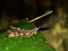 Syntomacris guttulosa