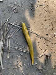 Ariolimax brachyphallus