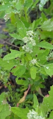 Chenopodium ficifolium