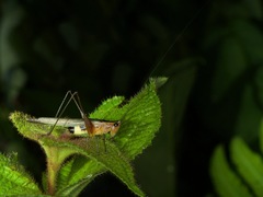Conocephalus versicolor
