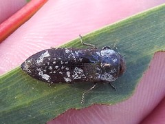 Coraebini