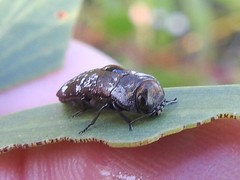 Coraebini