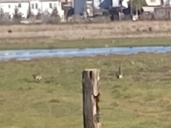 Branta canadensis