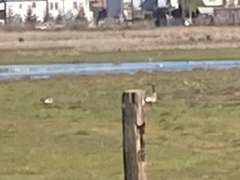 Branta canadensis
