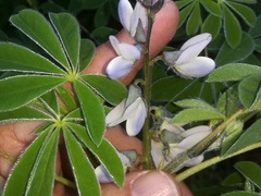 Lupinus albus