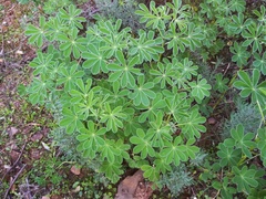 Lupinus albus