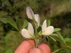 Lupinus albus