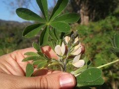 Lupinus albus