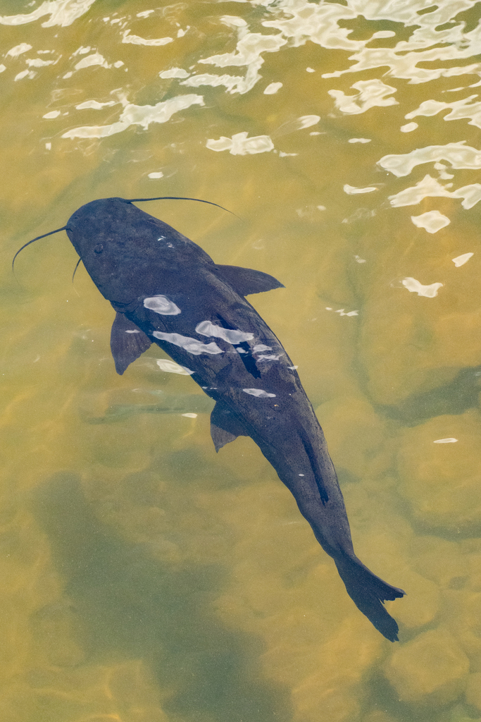 Steindachneridion melanodermatum in January 2022 by Leandro Bareiro