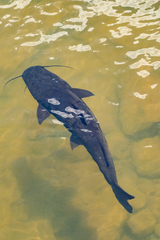 Steindachneridion melanodermatum