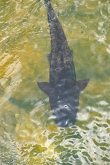 Steindachneridion melanodermatum