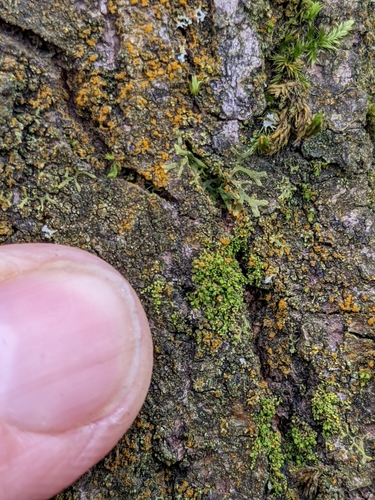 Myriocoleopsis minutissima