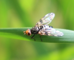 Otites porcus