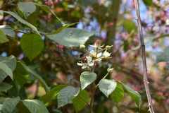 Rubus miser