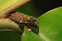 Mahanarva costaricensis