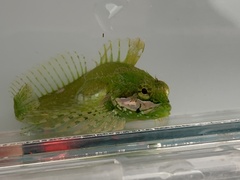 Clinocottus acuticeps