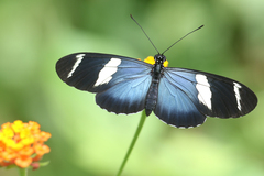 Heliconius sara fulgidus