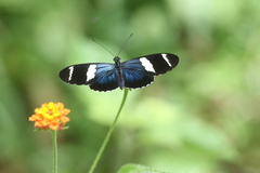 Heliconius sara fulgidus