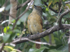 Thamnophilus doliatus