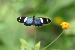 Heliconius sara fulgidus