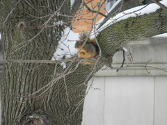 Sciurus niger