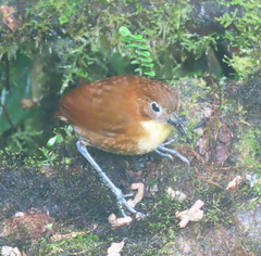 Grallaria flavotincta